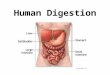 Human Digestion Nutrition Process by which organisms obtain and utilize their food. There are two parts to Nutrition: 1. Ingestion- process of taking