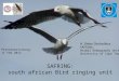 SAFRING: south african Bird ringing unit H. Dieter Oschadleus SAFRING, Animal Demography Unit, University of Cape Town Pietermaritzburg 11 Feb 2012