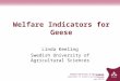 Swedish University of Agricultural Sciences Department of Animal Environment and Health  Welfare Indicators for Geese Linda Keeling Swedish University