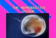 THE REPRODUCTIVE SYSTEM THE REPRODUCTIVE SYSTEM Male Reproductive System To produce sperm, semen & testosterone To produce sperm, semen & testosterone