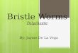 Bristle Worms Polychaete By: Jayme De La Vega. Taxonomy  Kingdom- Animalia  Phylum- Annelida  Class- Polychaeta