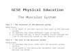 GCSE Physical Education The Muscular System Part 1 – The structure of the muscular system Objectives… 1.To be aware of the main muscles that make up the