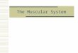 The Muscular System. Muscle Attachment Sites  Muscle exerts force on tendons, which in turn pull on bones or other structures.  When a muscle contracts,
