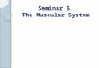Seminar 6 The Muscular System. Introduction Muscular tissue enables the body and its parts to move ◦ Movement caused by ability of muscle cells (called