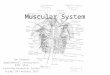 Muscular System Ian Stewart Supplemental Instruction, BIOL 3244 Learning Resources Center Friday 20 February 2015