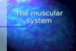 The muscular system. Aims of the session To recap on the skeletal system. To recap on the skeletal system. To understand the structure and function of