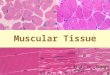 Muscular Tissue Prof. Dr. Xiaoxun Xie 2006.10. Component of muscular tissue - numerous muscular cells; - containing few CT; - enrich capillary network,