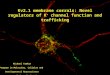 Kv2.1 membrane corrals: Novel regulators of K + channel function and trafficking Michael Tamkun Program in Molecular, Cellular and Developmental Neuroscience