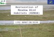 Restoration of Meadow Bird Habitats (REMAB) LIFE 06NAT/DK/0158