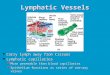 Lymphatic Vessels Carry lymph away from tissues Lymphatic capillaries More permeable than blood capillaries Epithelium functions as series of one-way valves