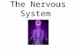 The Nervous System. Neurons A neuron consists of two major parts: Cell Body The central cell body contains the neuron's nucleus, associated cytoplasm,
