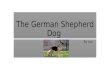 The German Shepherd Dog By Luc. About the German Shepherd The German shepherd is a breed of large-sized working dog that originated in Germany. The breeds