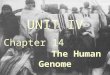 UNIT IV Chapter 14 The Human Genome. UNIT 2: GENETICS Chapter 7: Extending Medelian Genetics I. Chromosomes and Phenotype (7.1) A. Two copies of each
