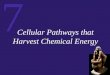 7 Cellular Pathways that Harvest Chemical Energy
