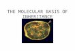 THE MOLECULAR BASIS OF INHERITANCE. ANNOUNCEMENTS Second set of genetics problems has been posted!!