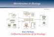 Membranes in Biology Rob Phillips California Institute of Technology (McMahon)