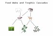 Food Webs and Trophic Cascades. Indirect Effects in Food Webs: Insights from studies of species removals What happens to elk if you remove wolves? What