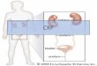 CRF. Introduction Chronic renal failure is a slowly worsening loss of the ability of the kidneys to remove wastes, concentrate urine, and conserve electrolytes