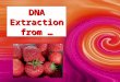 DNA Extraction from …. Is DNA in My Food??? DNA is present in the cells of all living organisms. The process of extracting DNA from a cell is the first