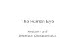 The Human Eye Anatomy and Detection Characteristics