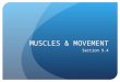 MUSCLES & MOVEMENT Section 9.4. Three Types of Muscle Cardiac, Smooth, Skeletal