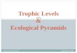 Trophic Levels & Ecological Pyramids June 9, 2015 Energy Flow in Ecosystems 1
