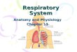 Respiratory System Anatomy and Physiology Chapter 13