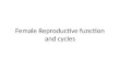 Female Reproductive function and cycles. Reproductive function The total supply of eggs that a female can release already determined by the time she is