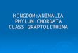 KINGDOM:ANIMALIA PHYLUM:CHORDATA CLASS:GRAPTOLITHINA