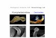 Biological Sciences 318- Parasitology Lab Platyhelminthes - Cestodes