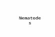 Nematodes. Nematodes are extremely abundant and diverse Variable size: 0.2 mm to over 3 m Found in virtually all the ecosystems. Over 20,000 species have