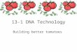 13-1 DNA Technology Building better tomatoes. Objectives Define genetic engineering Explain how restriction enzymes can be used to make recombinant DNA