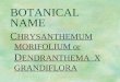 BOTANICAL NAME C HRYSANTHEMUM MORIFOLIUM or D ENDRANTHEMA X GRANDIFLORA