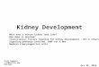 Kidney Development Chris Campbell cc59@buffalo.edu 829-3462 Oct 28, 2014 What does a mature kidney look like? How does it develop? Transcription factors