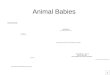 Animal Babies  d_sizes/wsWILD327-955x768.jpg 