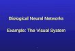 1 Biological Neural Networks Example: The Visual System
