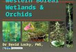 Western Boreal Wetlands & Orchids Dr David Locky, PWS, PBiol Ben Roston