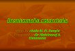 Branhamella catarrhalis Made by :Huda M. N. Hanyia Presented to:Dr Abdelraouf A. Elmanama