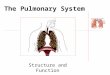 The Pulmonary System Structure and Function. Lungs Lung tissue weighs 1 kg and covers half a tennis court (50-100 square feet) Lung tissue is 20-50 times
