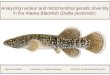 Analyzing nuclear and mitochondrial genetic diversity in the Alaska Blackfish (Dallia pectoralis)  Rachel DeWilde University of Alaska Fairbanks  EPSCoR
