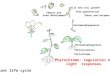 Skotomorphogenesis Seed germination Genes and enzymes Embryo and Seed development Plant life cycle Photomorphogenesis Photoreceptors Phytochrome Cells