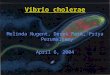 Melinda Nugent, Derek Park, Priya Perumalsamy April 6, 2004 Vibrio cholerae