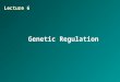 Genetic Regulation Lecture 6. OVERVIEW OF GENETIC REGULATION Regulation of gene expression is an essential feature in maintaining the functional integrity