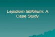 Lepidium latifolium: A Case Study. What is Lepidium Latifolium?:  Semi-woody plant that grows in dense masses of erect stems  Grows 1-3ft tall, but