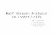 Half Hairpin Analysis in Cancer Cells Katie Stackpole Lucien Barnes Isabel Vanderslice Andrew Borst