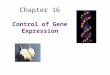 Chapter 16 Control of Gene Expression. Topics to discuss DNA binding proteins Prokaryotic gene regulation –negative inducible: lac operon –negative repressible: