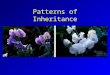 Patterns of Inheritance. Historical Roots Ancient greeks –Hippocrates Pangenesis –Aristotle Potential for features, not actual particles of features themselves