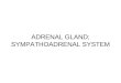 ADRENAL GLAND; SYMPATHOADRENAL SYSTEM. Adrenal Gland 3 arterial supply sources –Perfuse gland Periph  center Sinusoids Medulla receives blood w/ cortex