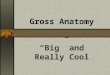 Gross Anatomy “Big” and Really Cool. The Skeleton 206 Bones Axial: Skull, Vertebral, Sternum, Ribs Appendicular