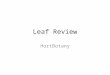 Leaf Review HortBotany. 1.Leaf Arrangement? Answer: Whorled